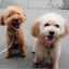 画像 お米づくりと愛犬たちのブログのユーザープロフィール画像