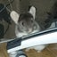 maksanjのサムネイル