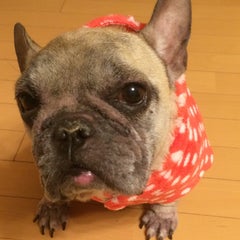 ogidasのプロフィール