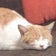 91期生診療情報管理士目指してます