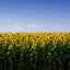 oidesunshineのサムネイル