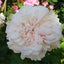 画像 dufy-moneのバラ庭のユーザープロフィール画像