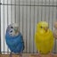 ごるきちのサムネイル