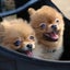画像 smilewan岐阜支部〜保護犬を家族に〜のユーザープロフィール画像