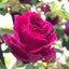 画像 薔薇のアーチをくぐってのユーザープロフィール画像