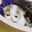 画像 子猫のお部屋のユーザープロフィール画像