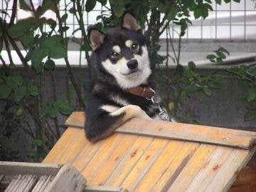 わん吉　 わん吉さんのプロフィールページ