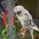 インコと私とあなたのブログ
