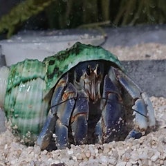 オカヤドカリと湿度 オカヤドカリ飼育日記