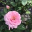 画像 Torus Heart  ハートで薔薇が、宇宙がひらいてるのユーザープロフィール画像