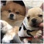 小判ちゃんと影千代ちゃんのサムネイル
