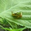 アマガエルのサムネイル