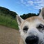 画像 保護犬・チロ柴のブログのユーザープロフィール画像
