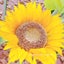 cherryblossoms-sunflowerのサムネイル