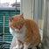 茶トラの模型部屋時々猫等