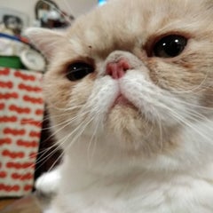 もーちゃんのプロフィール