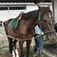 花梨のサムネイル