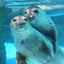 とんとんあざらしのサムネイル