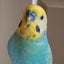 ぱぴもこのサムネイル
