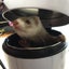 シナモンのサムネイル