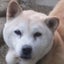 画像 老犬コロの介護日記＆4トイプードル達のユーザープロフィール画像