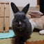 きゅうのサムネイル
