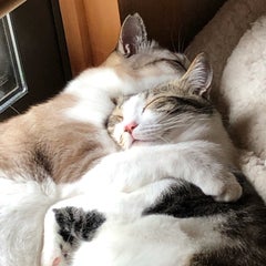 yoshimaenonのプロフィール