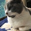とゆねこのサムネイル