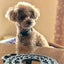 chobittochobittoのサムネイル