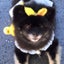 画像 愛犬ルナポンとの日常のユーザープロフィール画像