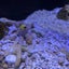 ワトソンのサムネイル