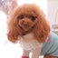 画像 Inunoseikatsu Boutique 　犬の生活 ブティック　のユーザープロフィール画像
