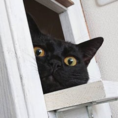 スナックゆい 消えた使用済みのあれ 猫の居る秘密基地 スナックゆい 消えた使用済みのあれ 猫の居る秘密基地