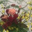 画像 fiora-2019の花ブログのユーザープロフィール画像