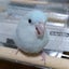 ぐりーんびーんず♡のんママ‪🐦小さな マメルリハ専門 ブリーダー🐦のサムネイル
