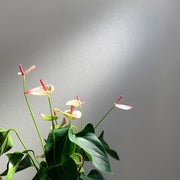 ラクな暮らし　Junのおすすめのサムネイル