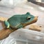 画像 カエルの子育て　(元不登校の子どもたち、株デイトレ、生き物飼育の超雑記ブログ！)のユーザープロフィール画像