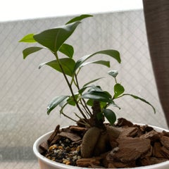 実生ガジュマルの根が太くなってきた 植中毒の植物育成日記 実生ガジュマルの根が太くなってきた 植中毒の植物育成日記