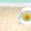 画像 心のサロン プルメリア(Plumeria)のユーザープロフィール画像
