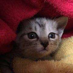 まま のプロフィール
