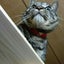 わっしいのサムネイル