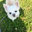 画像 福岡市中央区六本松近く　愛犬と一緒に入る酸素ルーム　Milky House　0120-725-055のユーザープロフィール画像