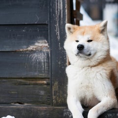 akita-qのプロフィール
