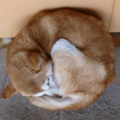 ゆうあいパパのプロフィール