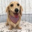 わさび閣下のサムネイル