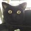 ねこのサムネイル