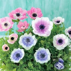anemone1082のプロフィール