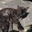 画像 家猫ミー 窓のプログラムのユーザープロフィール画像