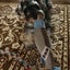 サブリナのサムネイル