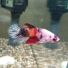 日淡 60cm水槽 2 上部 底面フィルターの連結 水彩アクアリウム 日淡 60cm水槽 2 上部 底面フィルターの連結 水彩アクアリウム
